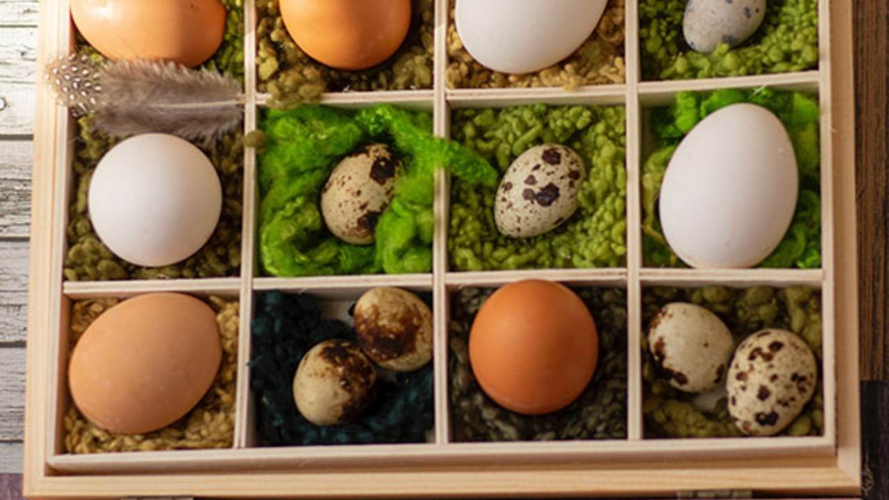 Protein telur dan kandungan gizinya yang baik untuk tubuh