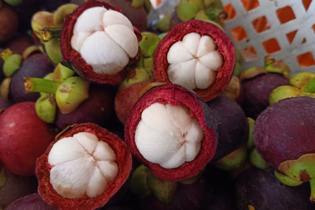 Daging manggis segar dengan tekstur lembut