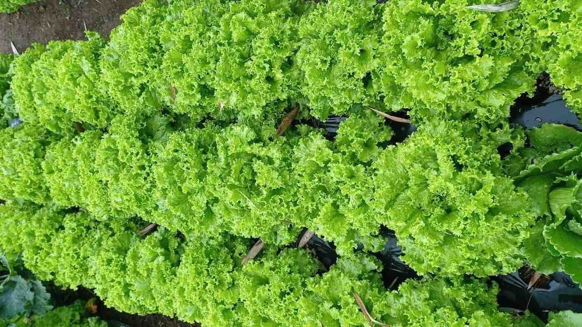 Selada segar kaya nutrisi untuk menu sehari-hari