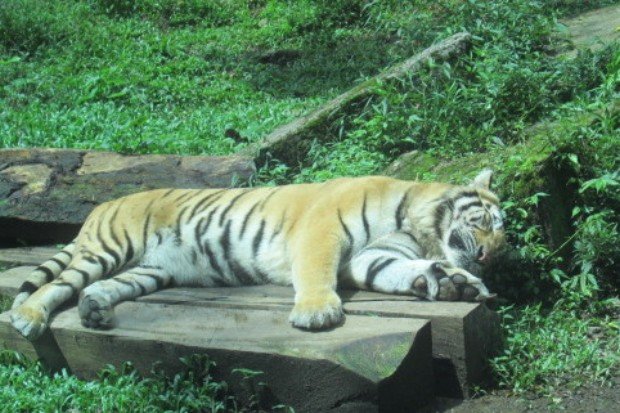 Harimau sumatra menghadapi ancaman kehilangan habitat dan perburuan pembohong