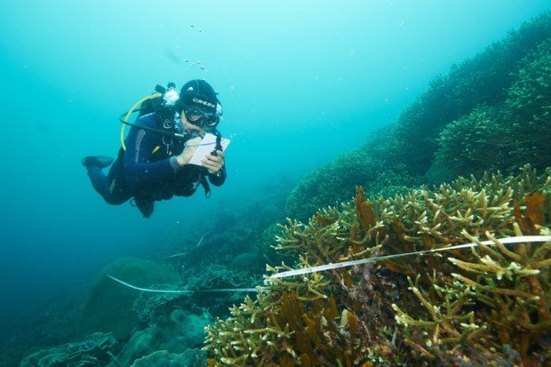 wisatawan menjaga lingkungan saat snorkeling di kawasan karang