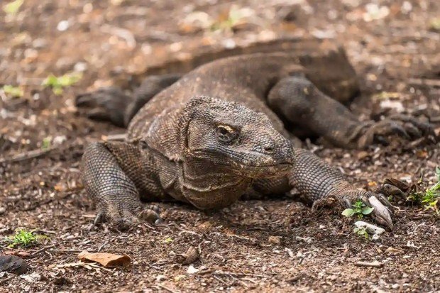 Ciri fisik komodo dengan tubuh besar dan ekor panjang