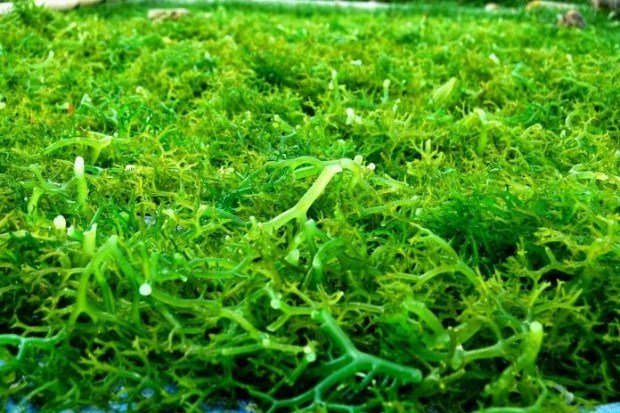 ciri dan bentuk rumput laut di lingkungan laut