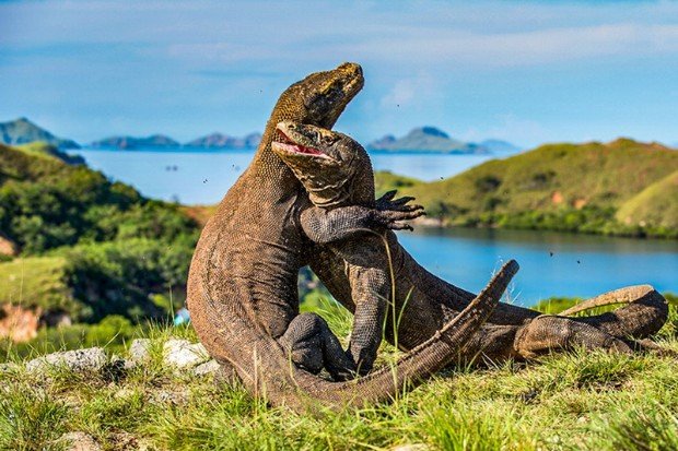 Habitat alami komodo di kawasan Nusa Tenggara Timur