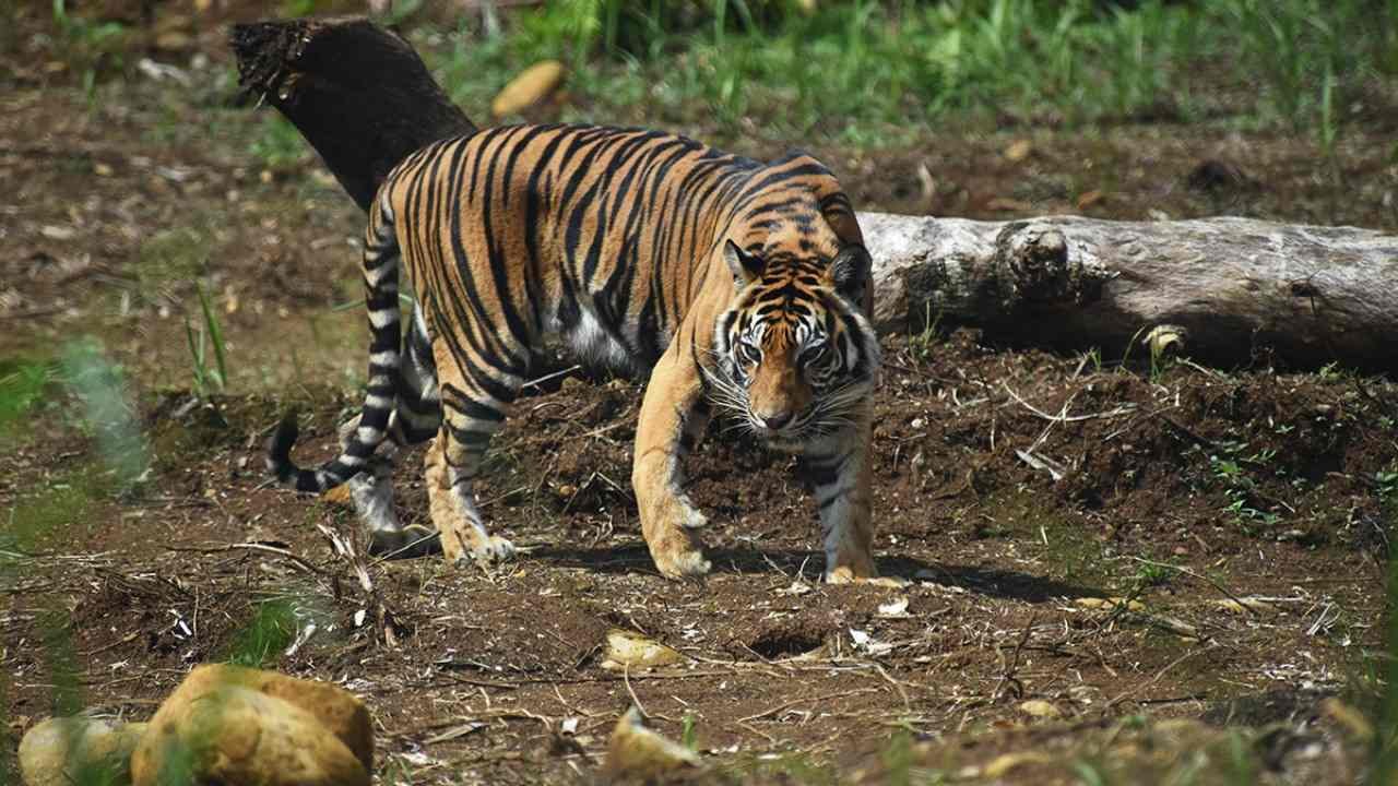 Harimau sumatra di habitat hutan sebagai satwa langka Indonesia