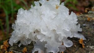 Jamur Salju yang Unik dan Menarik untuk Dikenal