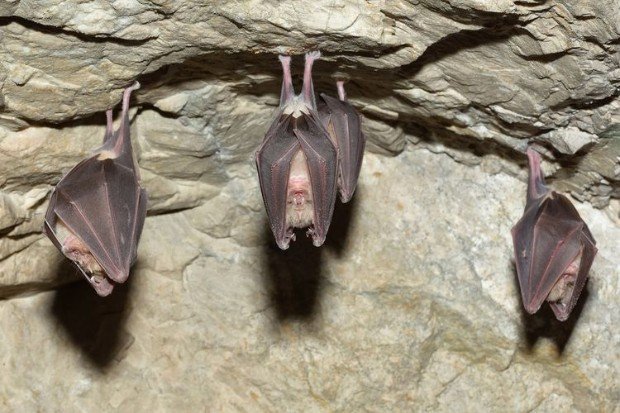 Kelelawar kecil aktif terbang pada malam hari