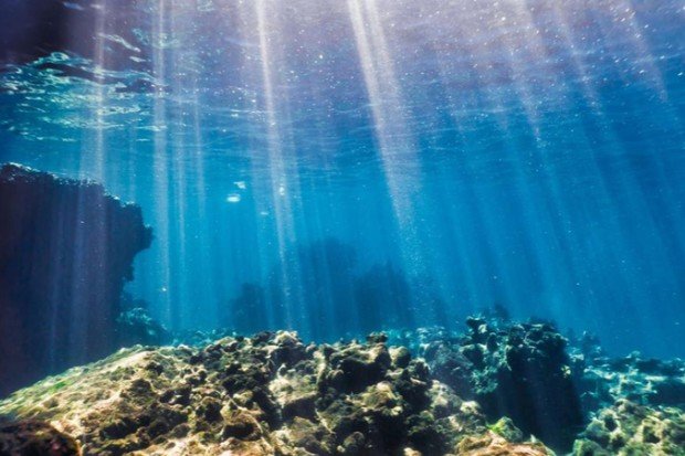 keanekaragaman makhluk hidup di dalam samudra