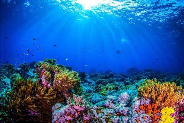 keindahan terumbu karang di bawah laut yang luas