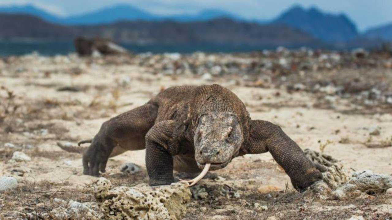 Komodo satwa purba Indonesia di habitat alaminya