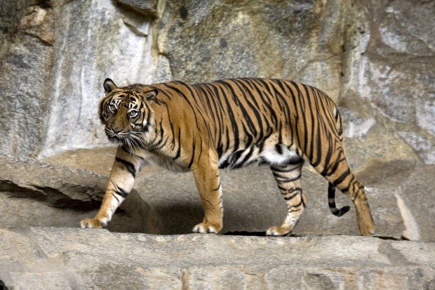 Ciri khas harimau sumatra dengan corak loreng di tubuhnya