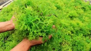 Rumput Laut, Tanaman Laut yang Punya Banyak Potensi