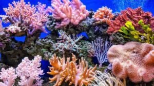 Terumbu Karang, Rumah Bawah Laut yang Penuh Kehidupan