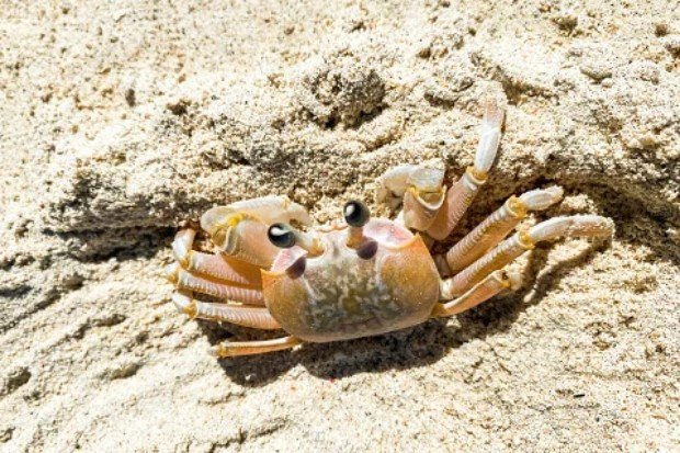 Bentuk tubuh kepiting kecil dengan cangkang dan kapit