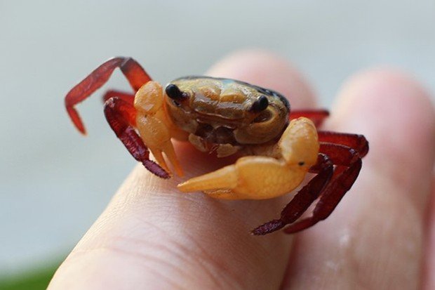 Kepiting kecil yang hidup di pasir dan kawasan pesisir