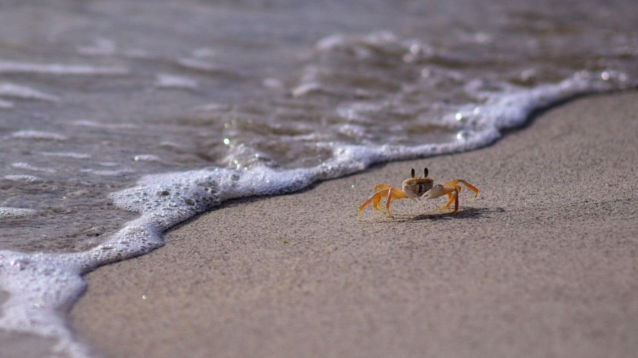 Kepiting kecil di kawasan laut dan pesisir